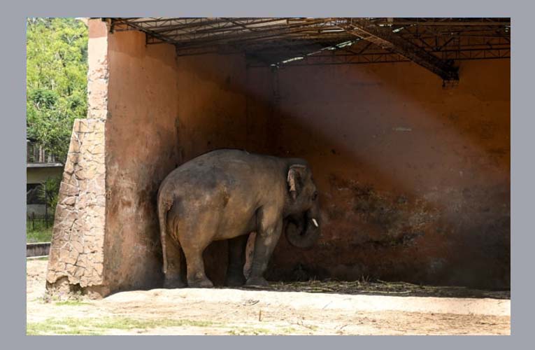 Κάαβαν ο ελέφαντας: Τριάντα πέντε χρόνια φυλακισμένος και μόνος