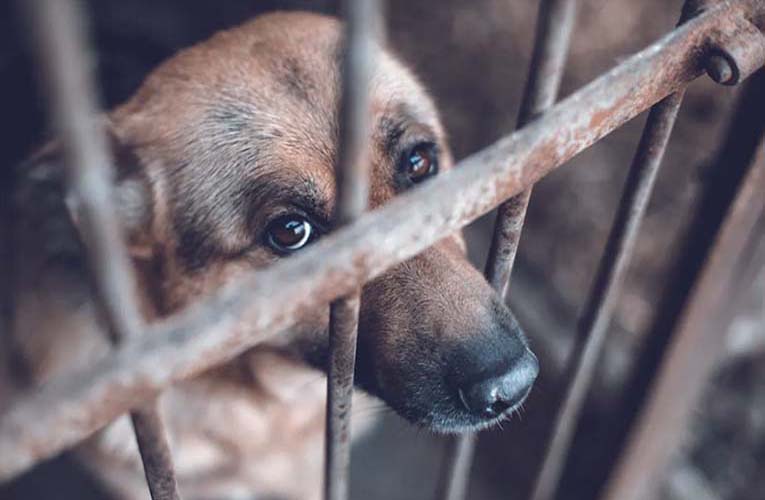 Πρόστιμο 5.000 ευρώ σε 70χρονο για κακοποίηση σκύλου στη Θεσσαλονίκη
